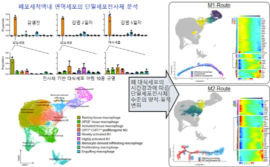 박수형 KAIST 교수 연구팀은 코로나19 감염으로 인한 폐 손상이 특정 면역세포에 의해 발생한다는 사실을 밝혀냈다.   KAIST 제공